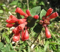 Knock-your-eyes-out red: A flowering plant native to Mexico called early jessamine or red cestrum.